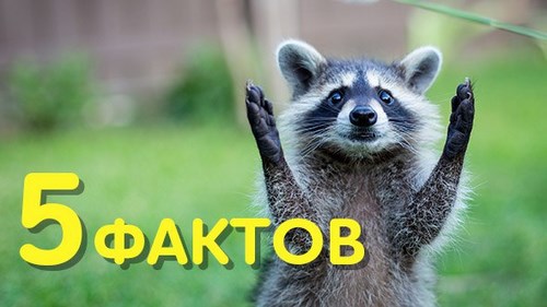 Для Калуга