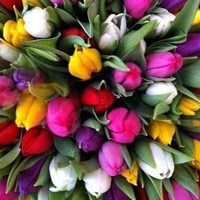 Логотип компании АМСТЕРДАМ, салон красоты